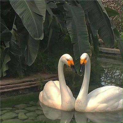 威斯尼斯入wns888入口中国